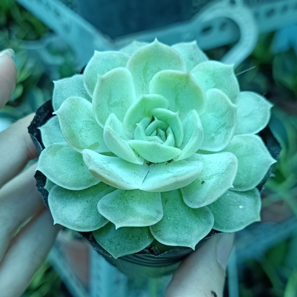 sen đá ngọc bích