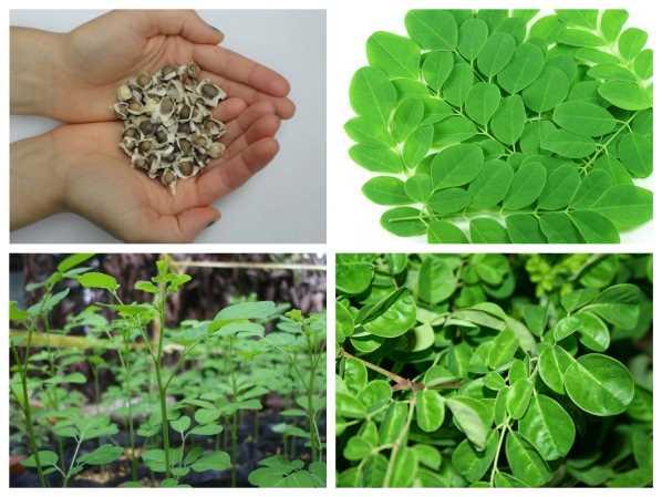 Hạt giống rau chùm ngây Lucky seed gói 1 gram