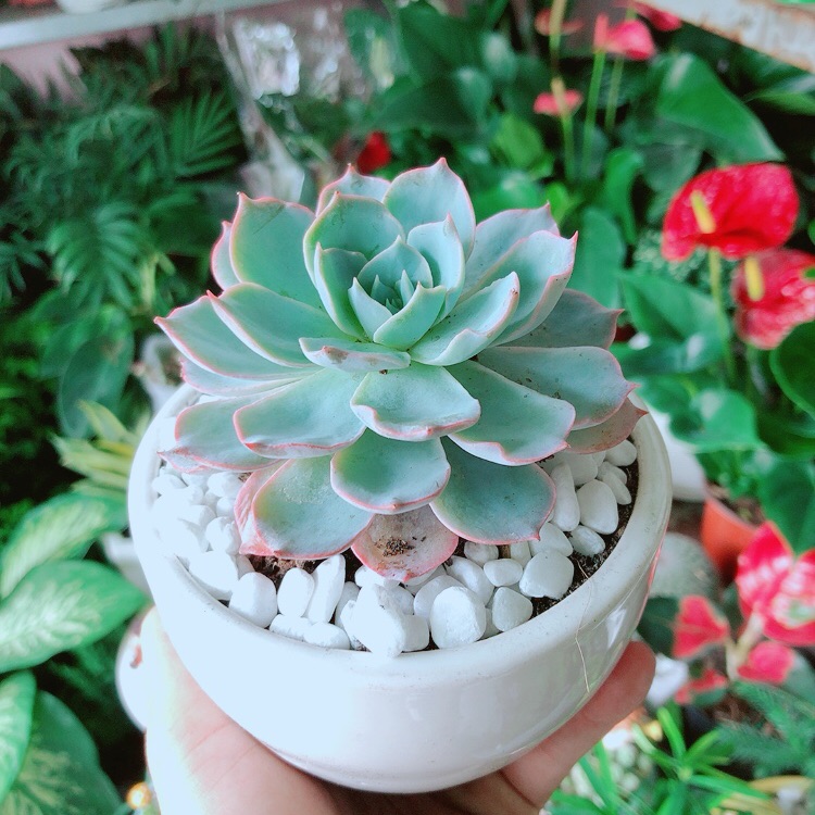 Chậu sen đá hồng phấn