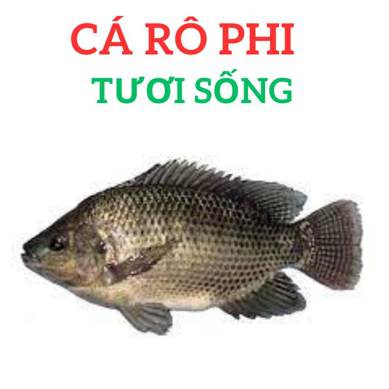 Cá rô phi giao nhanh 2h, giảm ngay 30k cho đơn từ 350k. Cá rô phi sống từ 500G - 600g làm thịt giao luôn khi khách đặt đơn