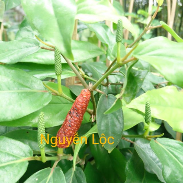 Cây tiêu lốt, mặt hàng đang được săn đón, chất lượng sản phẩm đảm bảo và cam kết hàng đúng mô tả