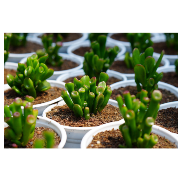 SEN ĐÁ ỐNG ĐIẾU - LỖI 1 ĐỔI 1