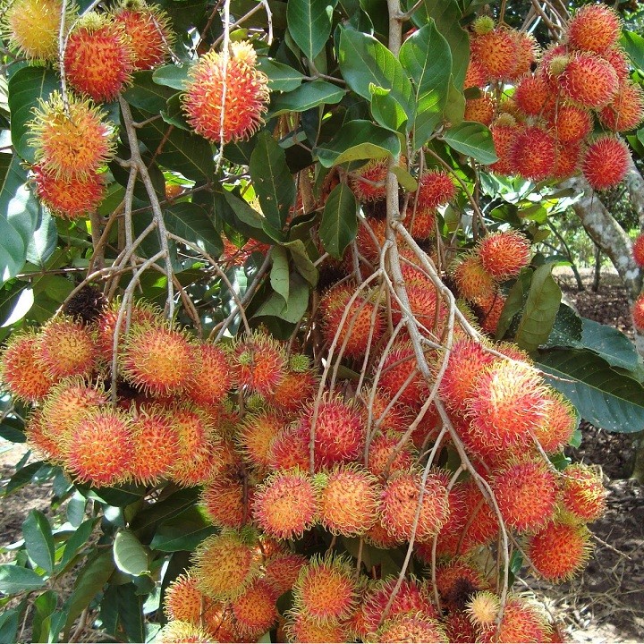 Cây giống chôm chôm  Thái ghép siêu trái - C95