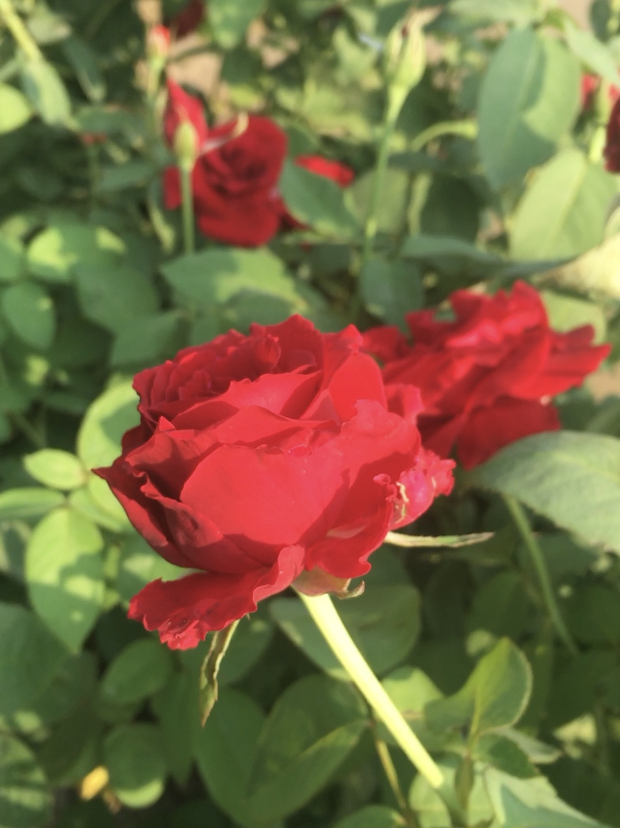 Hồng nhung Sa Đéc