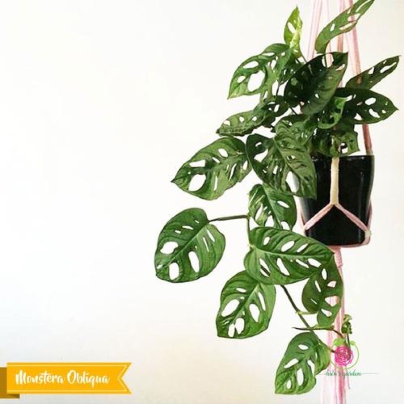 Cây giống Monstera adansonii Five Holes/ trầu bà lỗ - Shop đồng hồ và cây cảnh