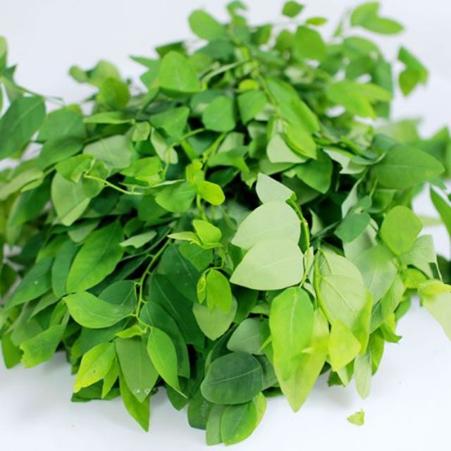 Hạt giống rau bồ ngót - bù ngọt - rau ngót PSV35 | Phởms Market