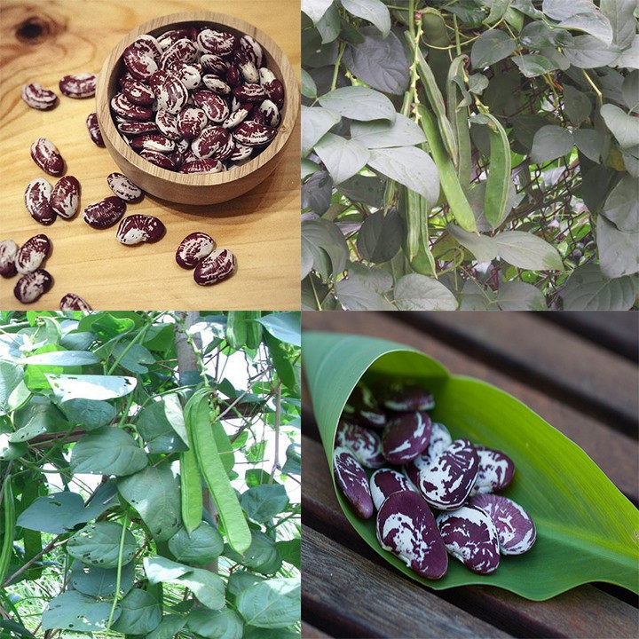 Gói 5 Hạt Giống Đậu Ngự 100% Nảy Mầm