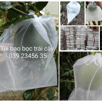 100 CÁI TÚI BAO BỌC BƯỞI, DƯA LƯỚI, MÃNG CẦU GAI, MÍT TỐ NỮ, XOÀI THÁI, CHÙM MẬN, CHÙM NHÃN