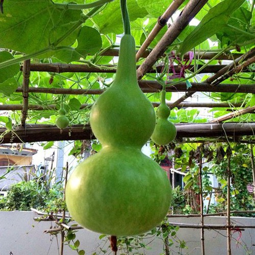 [HCM]Hạt giống bầu hồ lô cao sản Hồ lô giàn leo dễ trồng mau trái