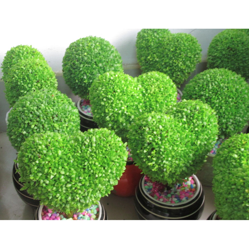 Hạt giống cỏ may mắn nhập đức 100 hạt