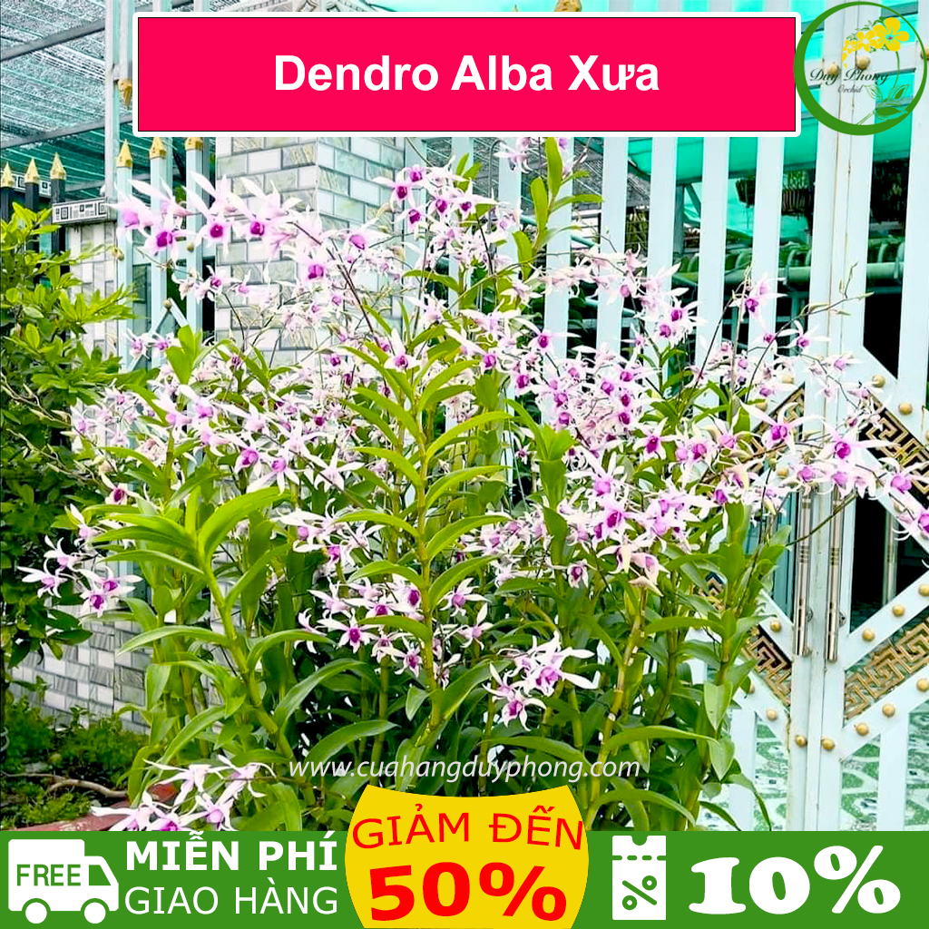 Lan Dendro Alba xưa - Cây đứng ngọn, cây bán khỏe như hình