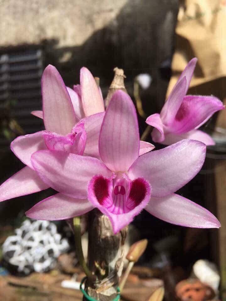 Phi điệp di linh tam bố hàng gieo hạt