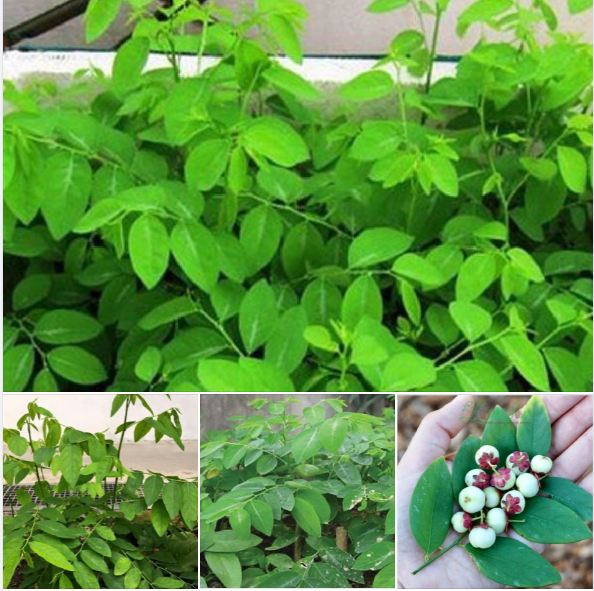 "Gói 1Gr=20Hạt " Hạt giống cây rau bồ ngót ta siêu ngọn