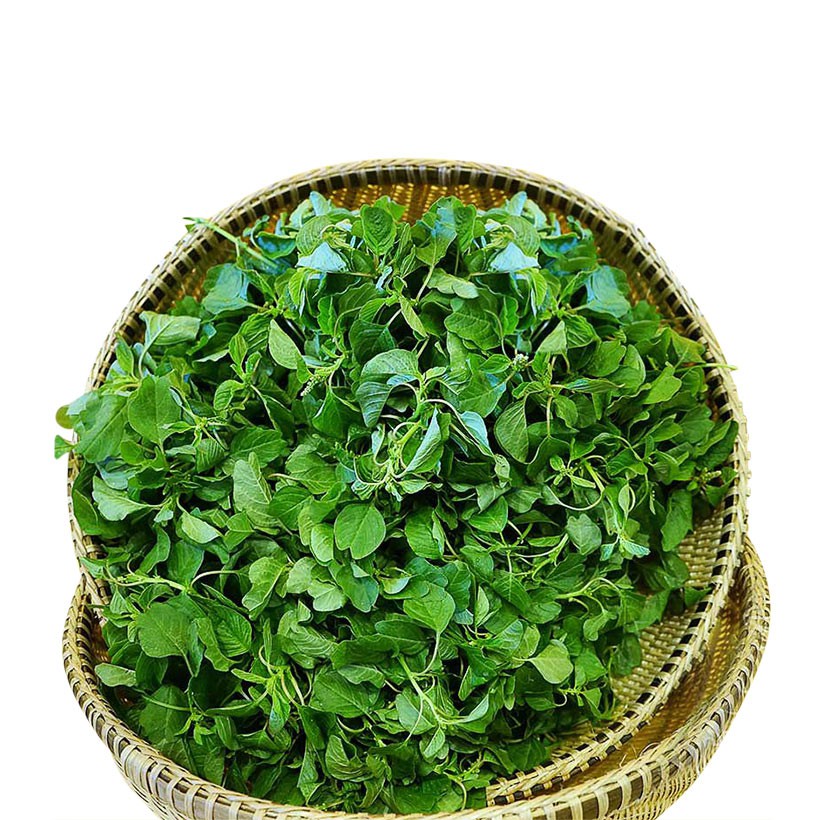 Hạt giống rau dền cơm gói 10g giá rẻ