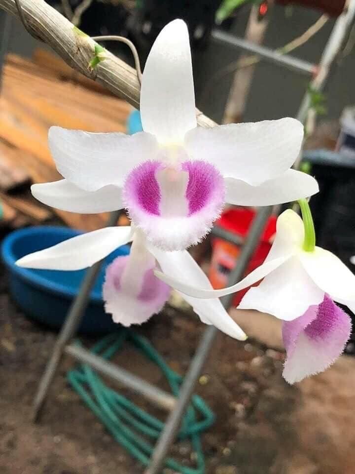 lan phi điệp 5 cánh trắng Hiển Oanh cây giống 7-10 cm