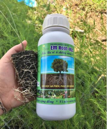 Siêu ra rễ - Bật đọt Em root HLC