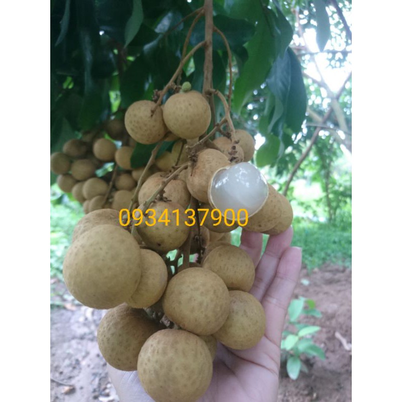 Nhãn idol/ thái (chỉ giao hàng trong miền nam), mặt hàng đang được săn đón, chất lượng sản phẩm đảm bảo và cam kết hàng đúng mô tả