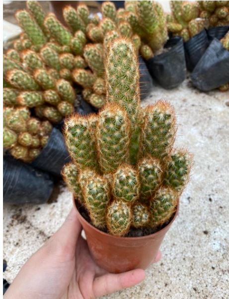 Xương rồng trụ thiên size lớn cao 15-20cm