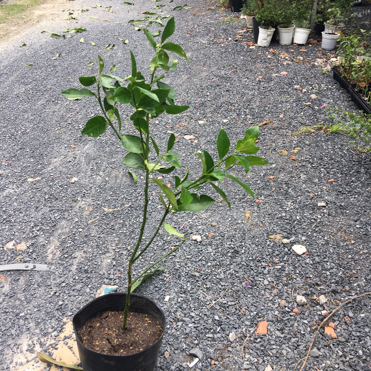 Cây giống chanh không hạt tứ quý bông tím trái chùm