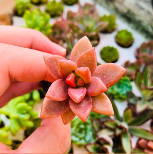 SEN ĐÁ NÂU- XUẤT XỨ ĐÀ LẠT - LỖI 1 ĐỔI 1