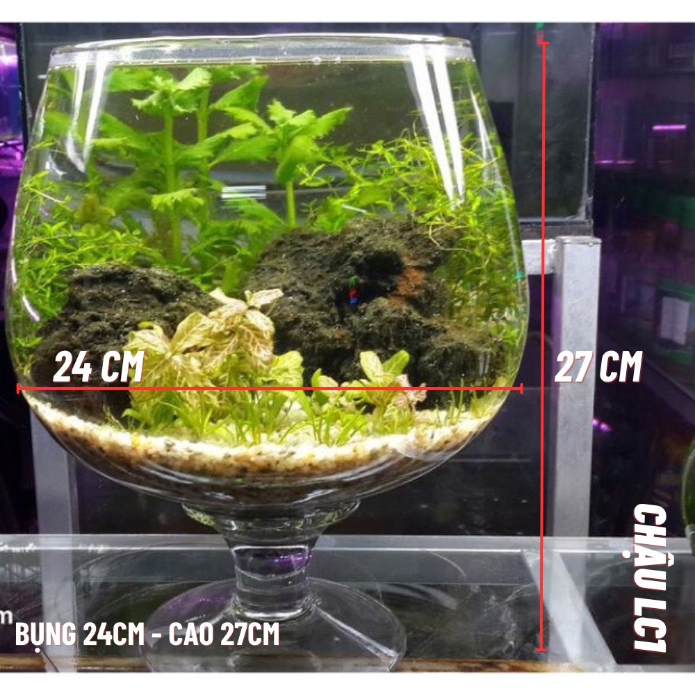 Chậu thủy tinh HÌNH LY LC1 phù hợp nuôi cá cảnh thủy sinh hoặc trang trí tiểu cảnh để bàn