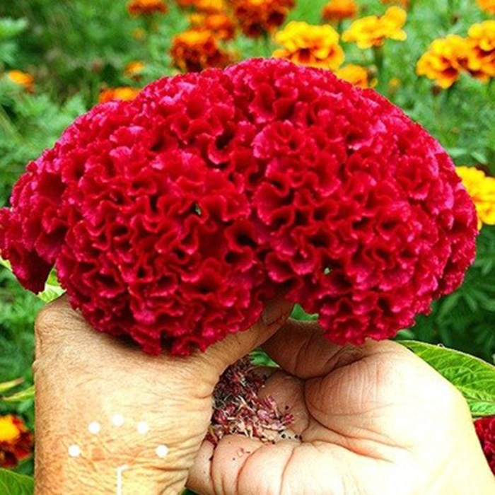 50h_hạt giống mào gà búa