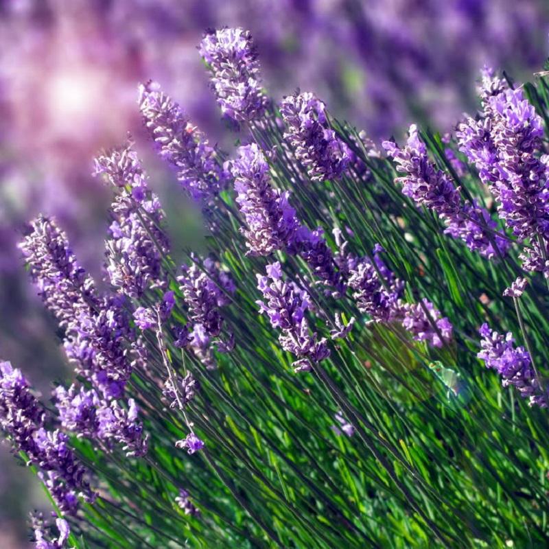 Gói 50 hạt giống hoa oai hương - Lavender
