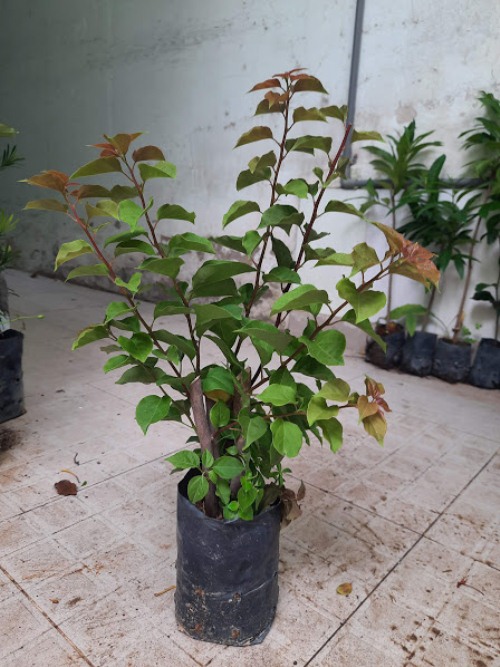 Cây giống hoa giấy bông chùm