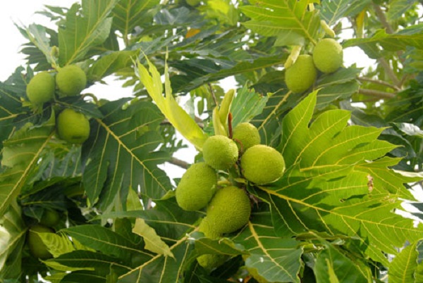 Cây giống cây sa kê