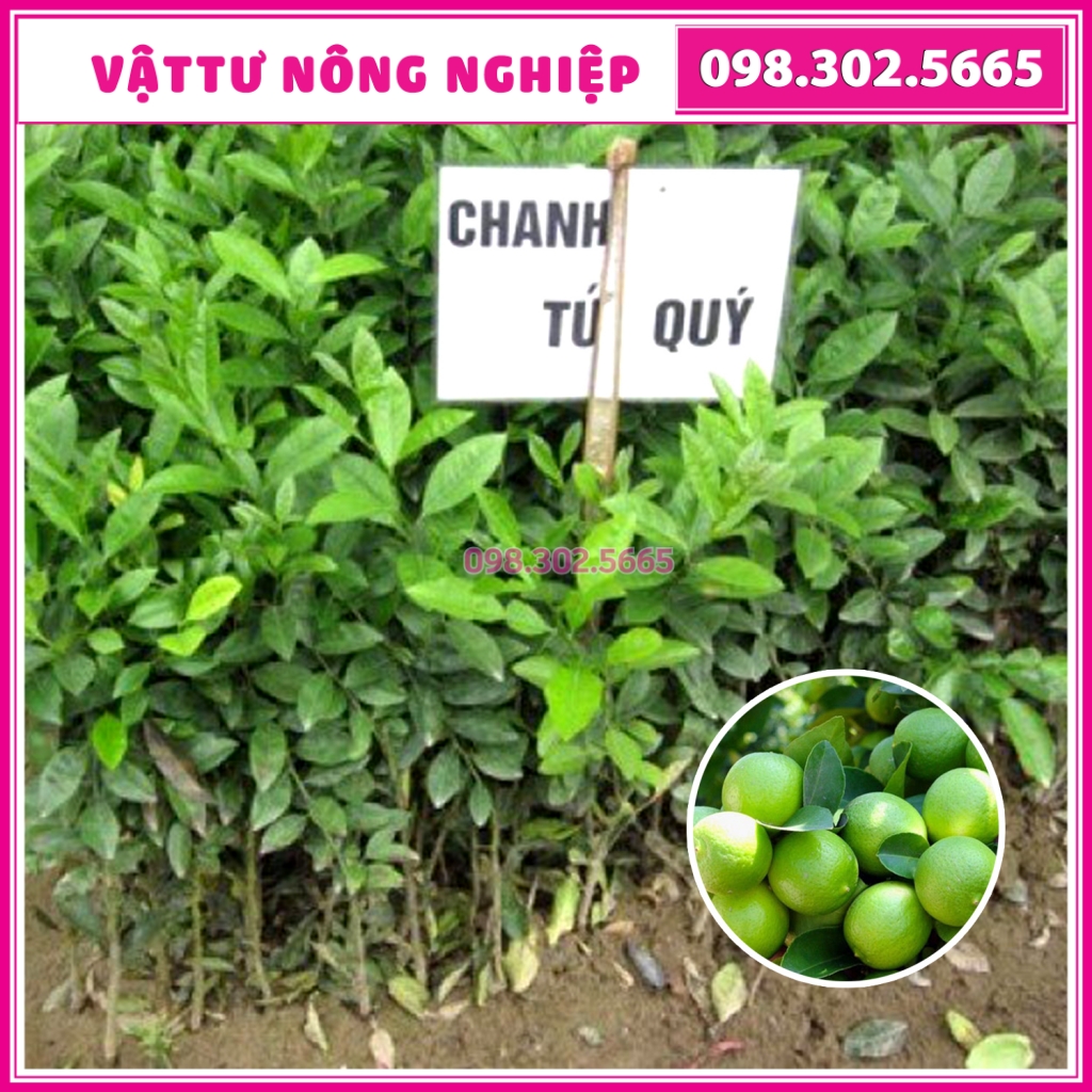 Cây Chanh tứ quý dễ trồng 6 tháng ra quả cao 30-40cm cây khỏe, sinh trưởng tốt, có thể trồng chậu