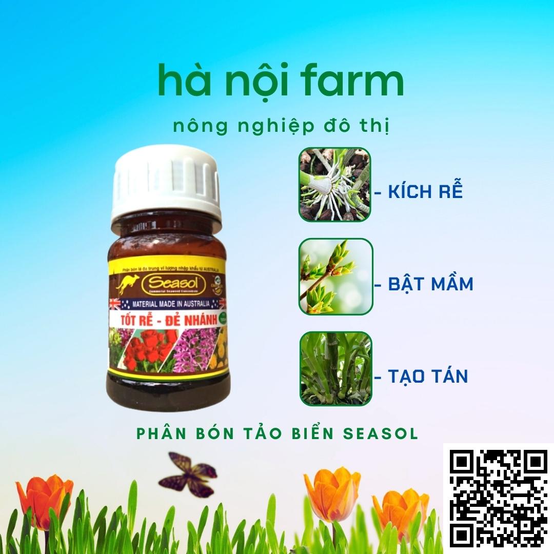 Phân bón tảo biển seasol - tốt rễ - đẻ nhánh