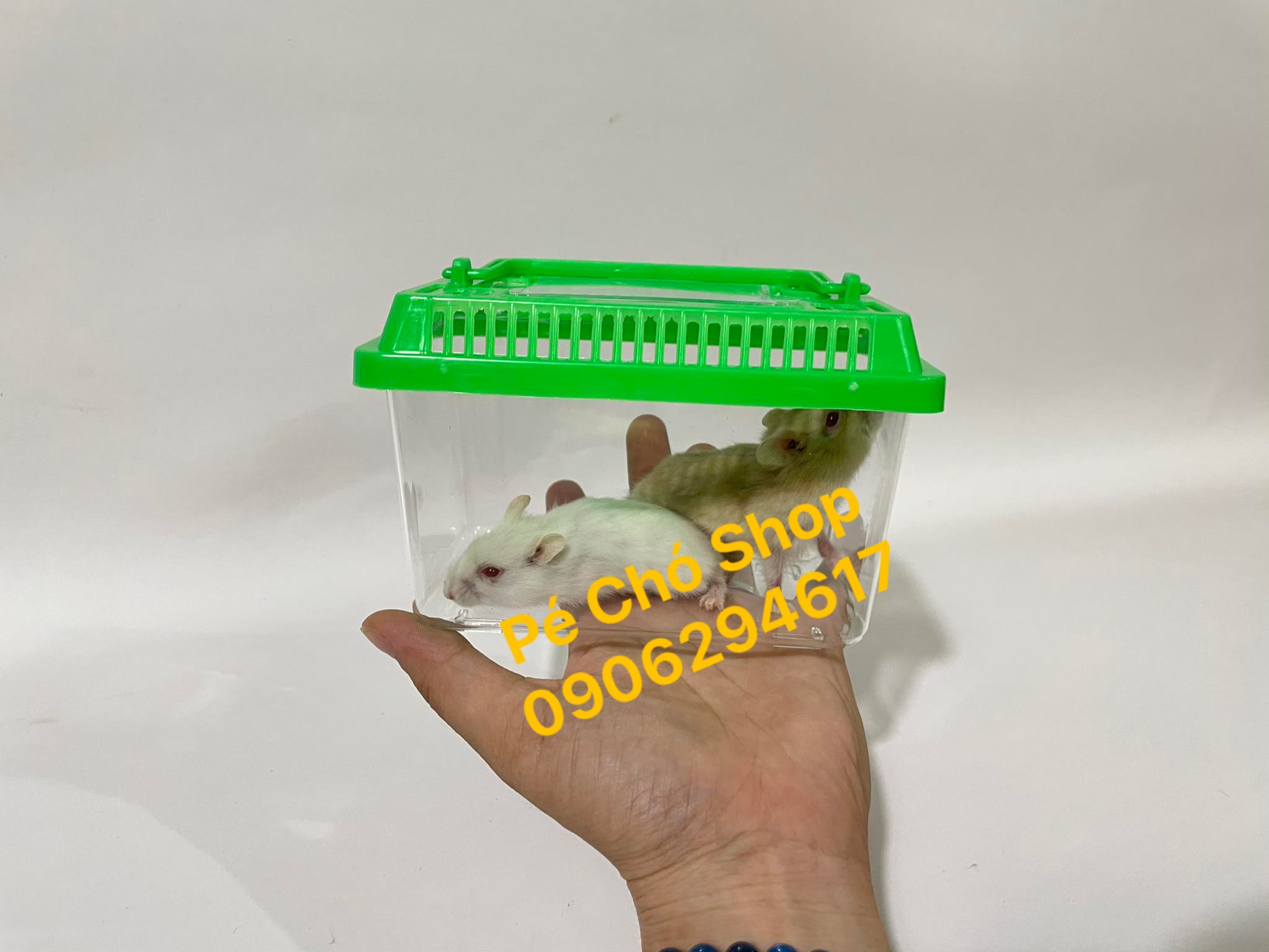 Hộp Mika vận chuyển thú cưng nhỏ bò sát