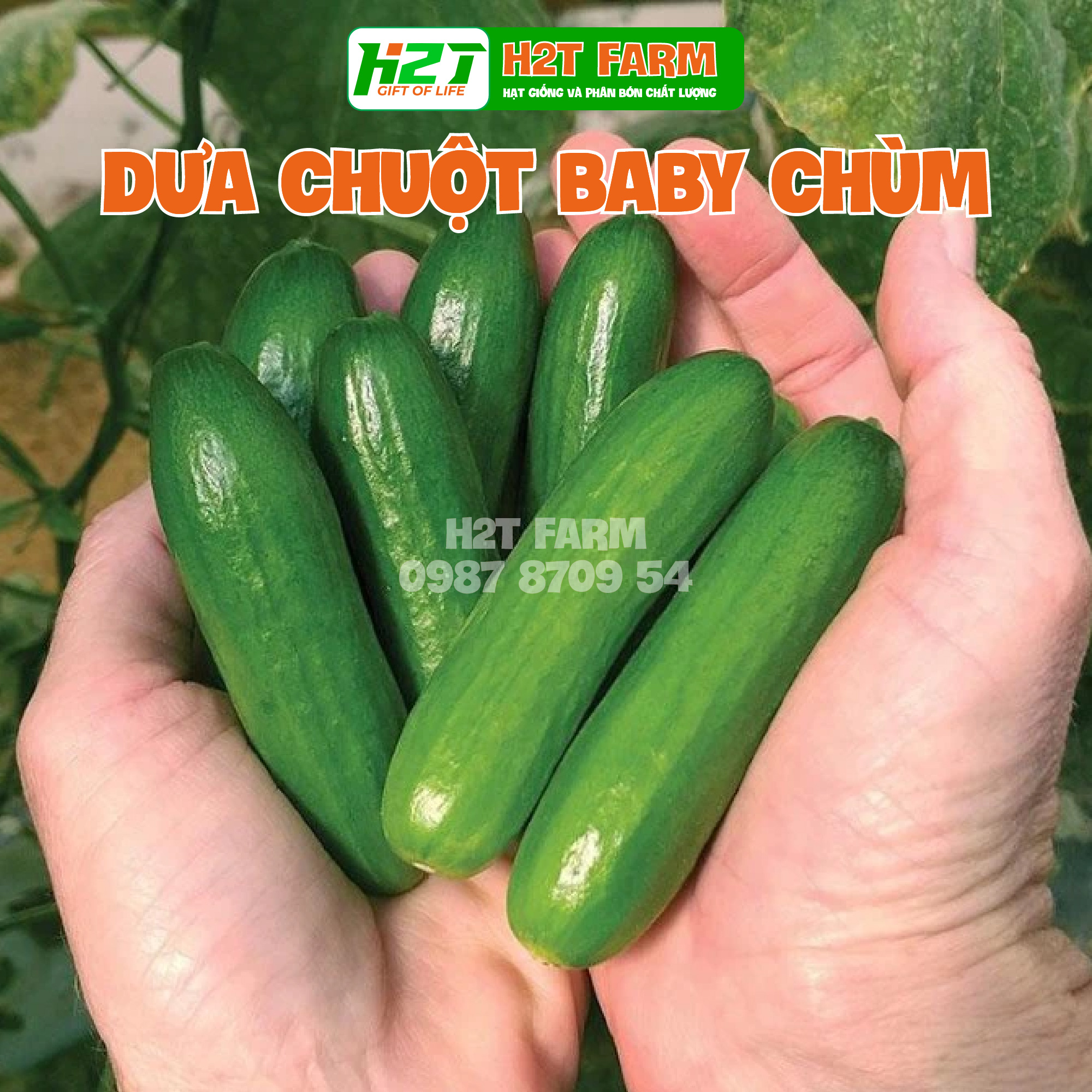 Hạt giống dưa chuột baby chùm hn - h2t farm
