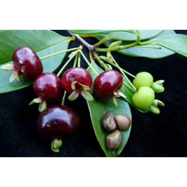 Cây cherry brazil 4 mùa chịu nhiệt cao 50cmFreeship ♥️Siêu Giảm Giá♥️