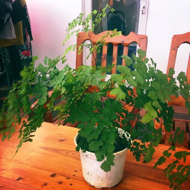 Tóc thần vệ nữ