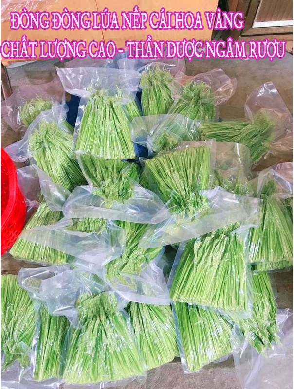 1kg đòng đòng nếp cái hoa vàng hút chân không ngâm rượu quý