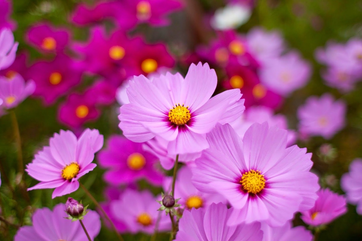 100 Hạt giống hoa Cúc sao nhaý - Hoa Cánh bướm