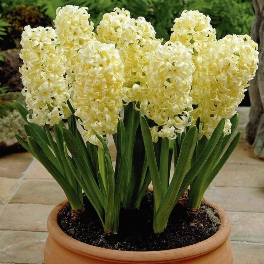 Củ giống hoa tiên ông hoa màu vàng - 1 củ - Dạ Lan Hương