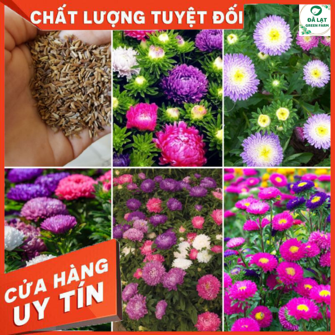 30H_HẠT GIỐNG CÚC MAGIC MIX MÀU NẢY MẦM SIÊU CHUẨN (TÚI ZIP)