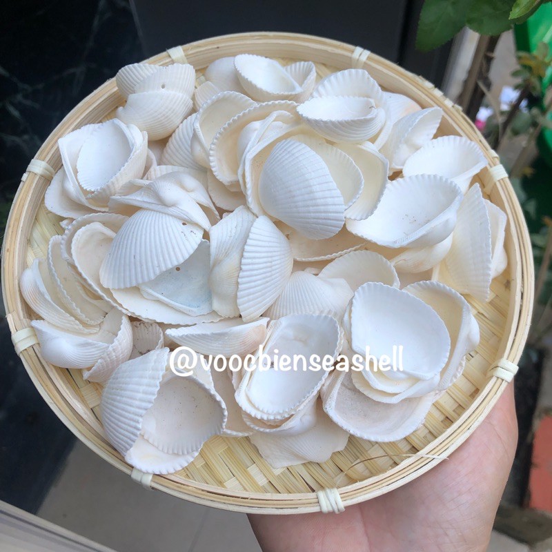 Vỏ ốc biển, vỏ sò lông làm phụ kiện trang trí