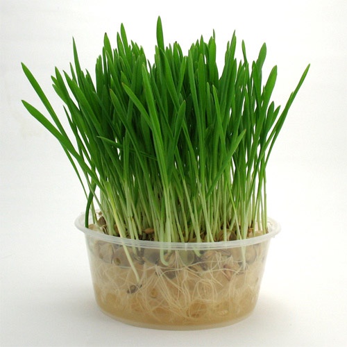 Hạt giống cỏ lúa mạch cho mèo - gói 100g