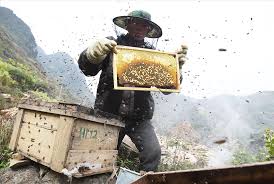 mật ong phúc khang - combo 3 chai mật ong rừng tây bắc phúc khang - mỗi chai 350g - tặng 1 hộp trà sâm- mật ong nguyên chất - đạt chuẩn xuất khẩu - không nhiễm hóa chất , kháng sinh , kim loại nặng , chất bảo vệ thực vật 5