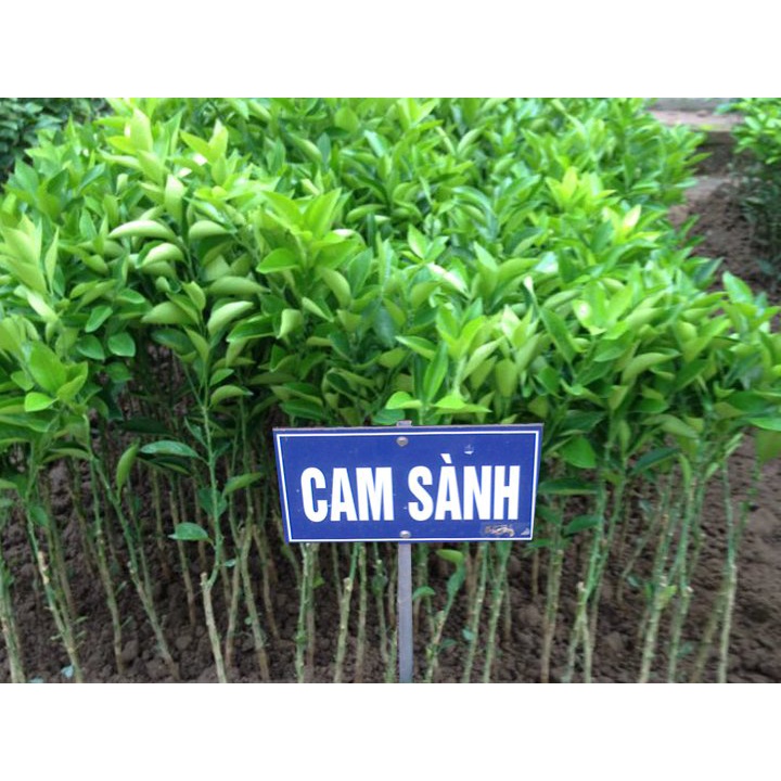Cây Giống Cam Sành F1 siêu sớm