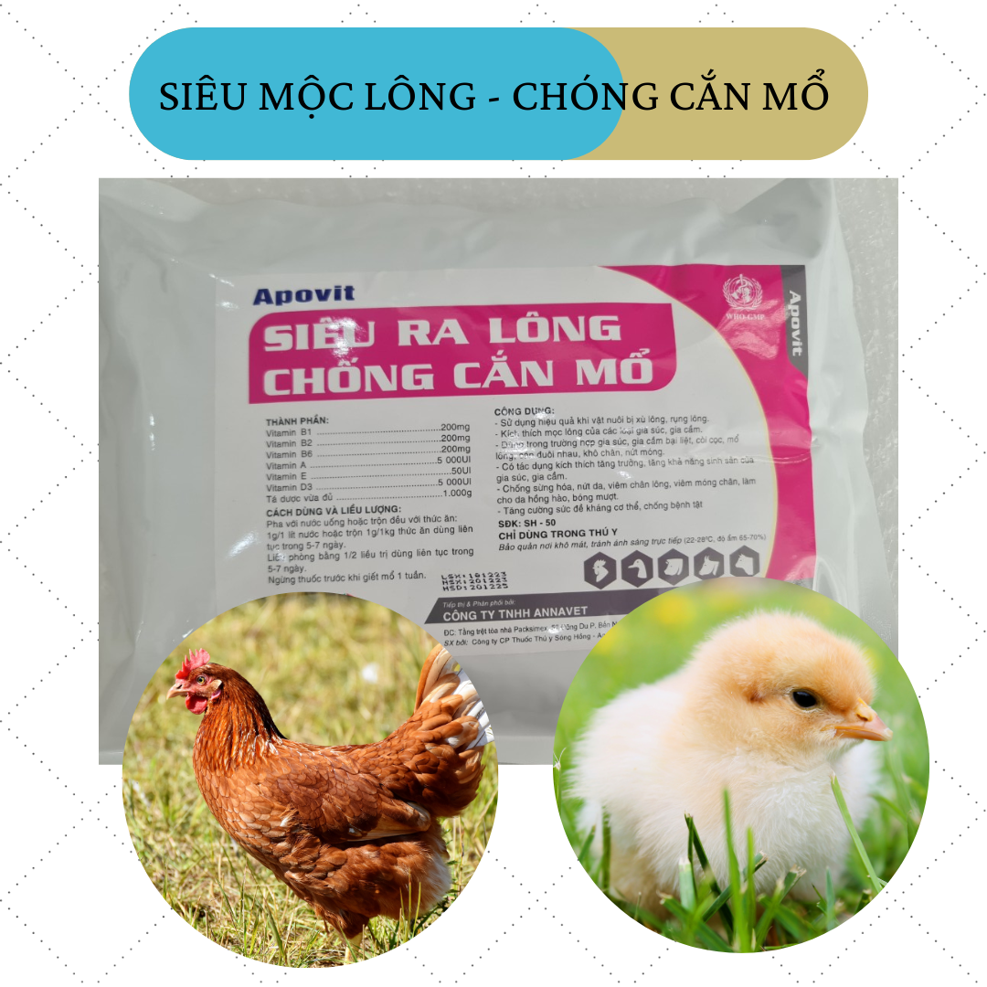 Còi lông , bung lông , kích màu đẹp mã gà vịt chóng cắn mổ , gà vịt