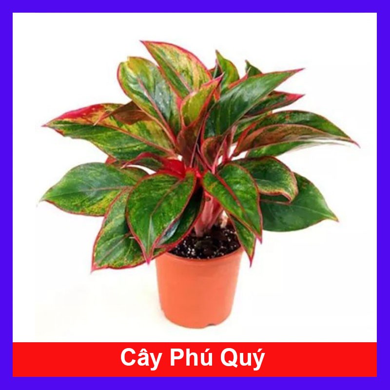 CÂY PHÚ QUÝ - Cây phong thủy Cây lọc không khí Cây trang trí nhà cửa văn phòng - cây cảnh mini - cây cảnh để bàn - caykiengsadec