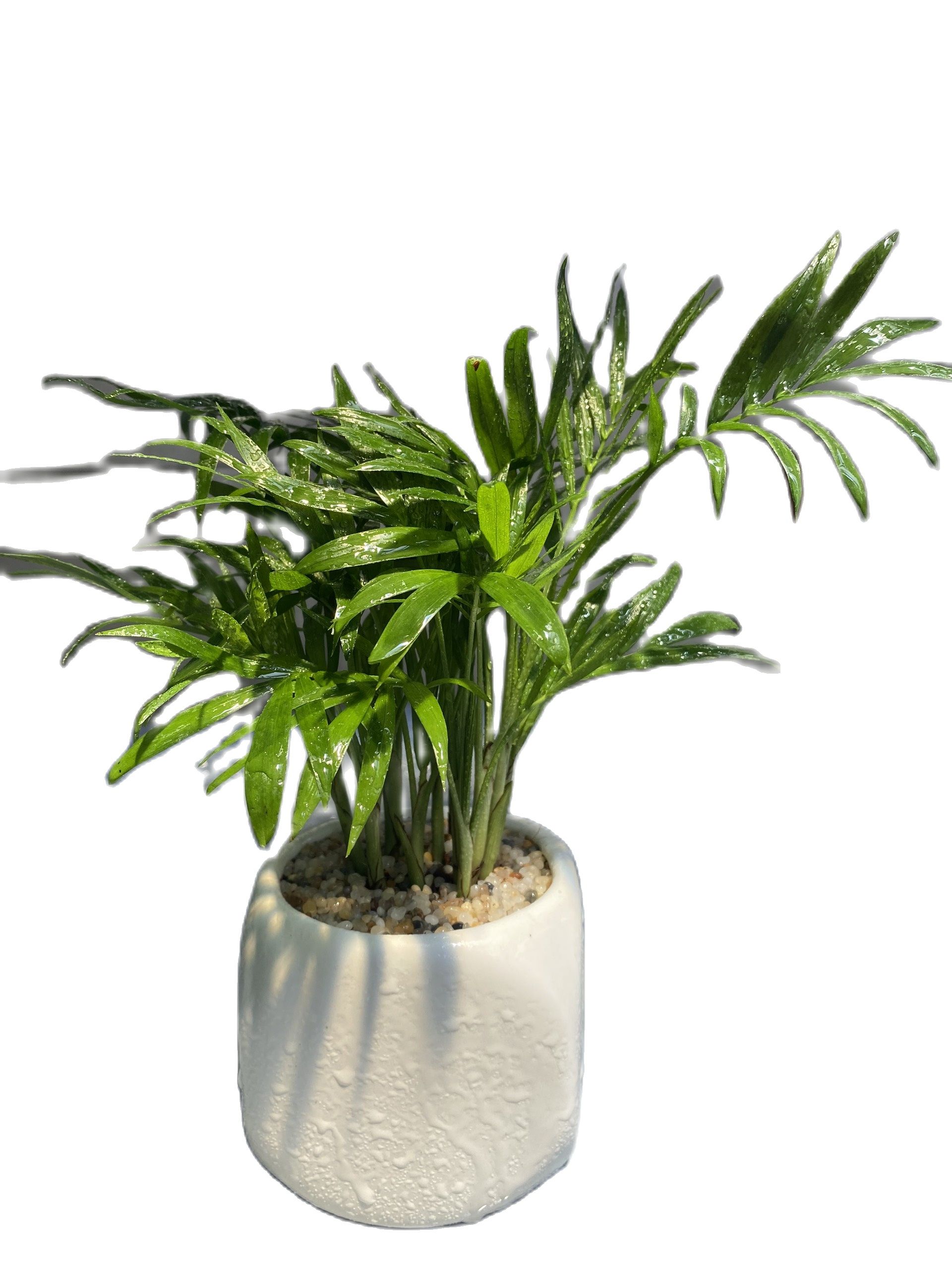 Cây cau tiểu trâm mini để bàn-cây phong thuỷ mệnh mộc!