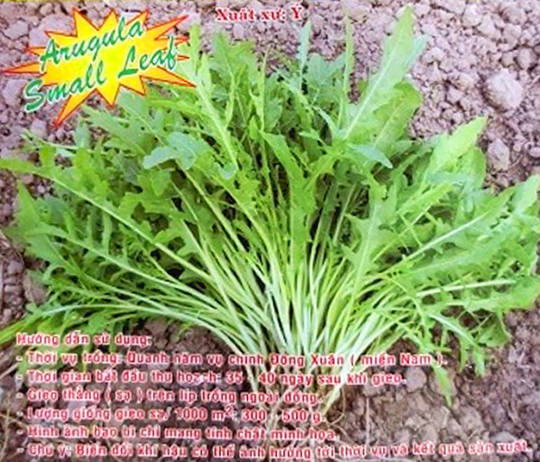 [HCM]Gói 1gram Rau thơm Wild Rocket dễ trồng