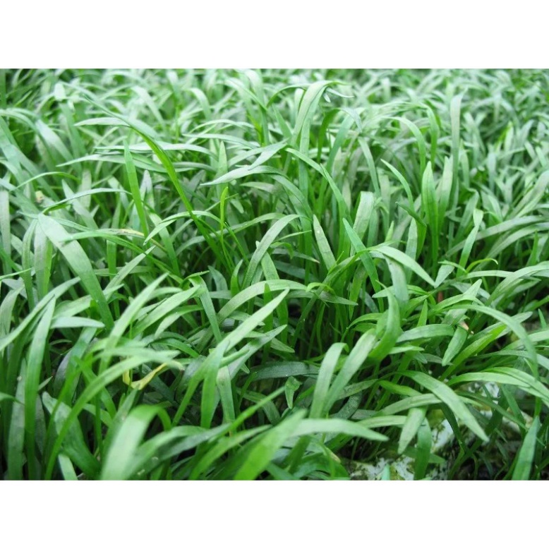 Cỏ lưỡi rắn huệ nước cây thủy sinh tiền cảnh