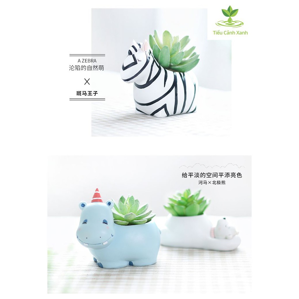 Chậu trồng cây hình ngựa vằn cute ,chậu composite, chậu trồng sen đá