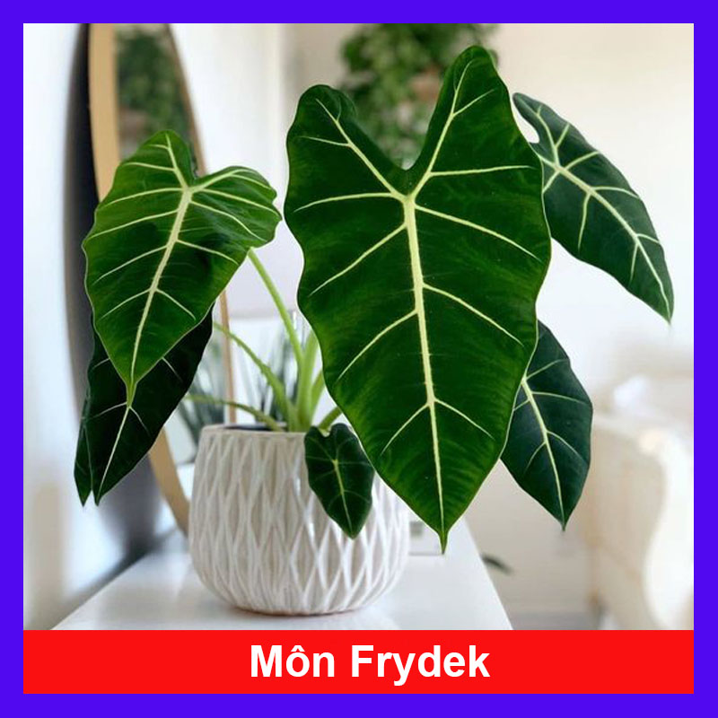 Môn Frydek - Cây cảnh để bàn